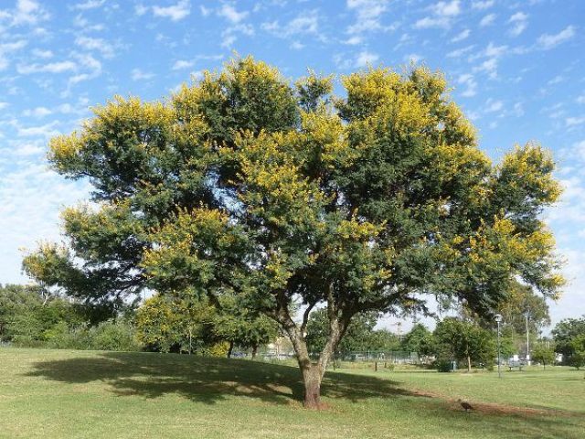 Acacia karroo